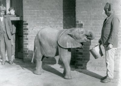 Junger afrikanischer Elefant Kiberenge wird von Darisha gefüttert, während Syed Ali im Hintergrund zusieht, London Zoo, September 1923 von Frederick William Bond